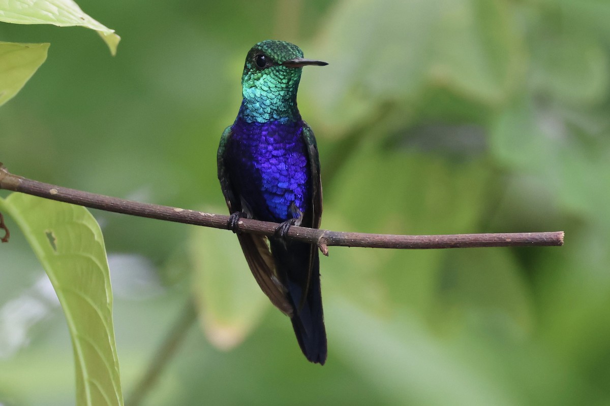 Violet-bellied Hummingbird - ML620284443