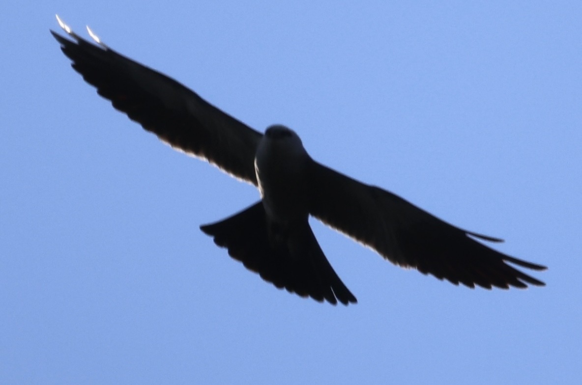 Mississippi Kite - ML620284445