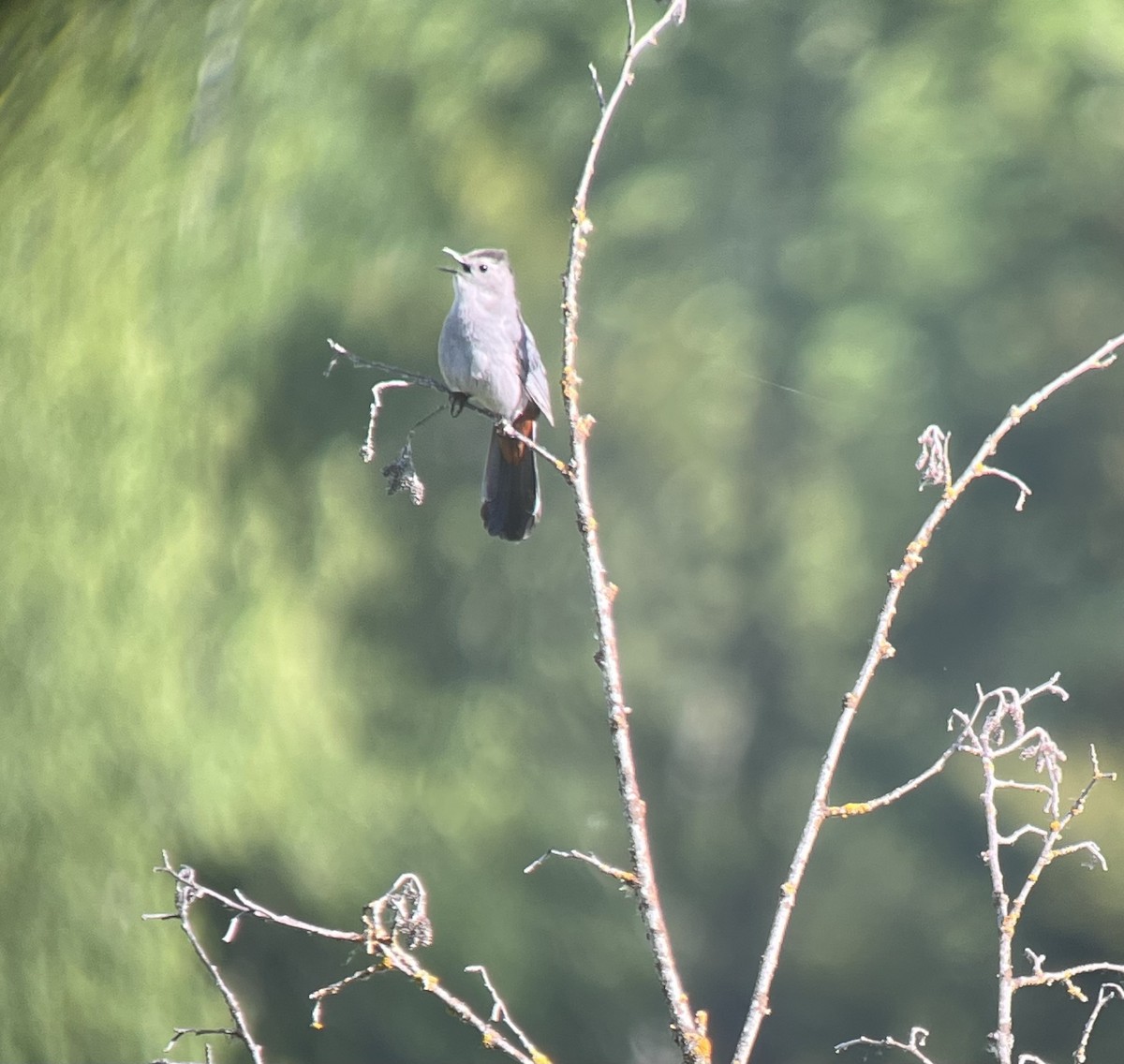 Gray Catbird - ML620284450