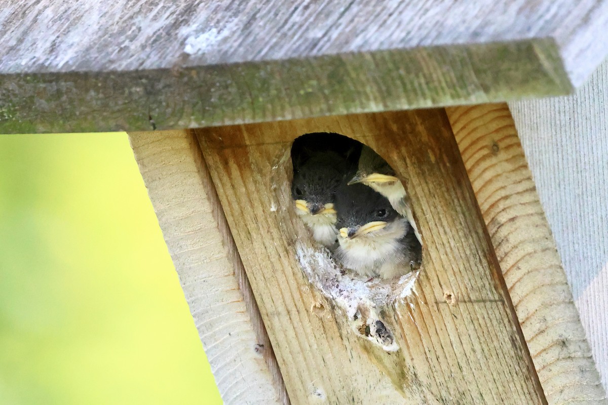 Golondrina Bicolor - ML620284452