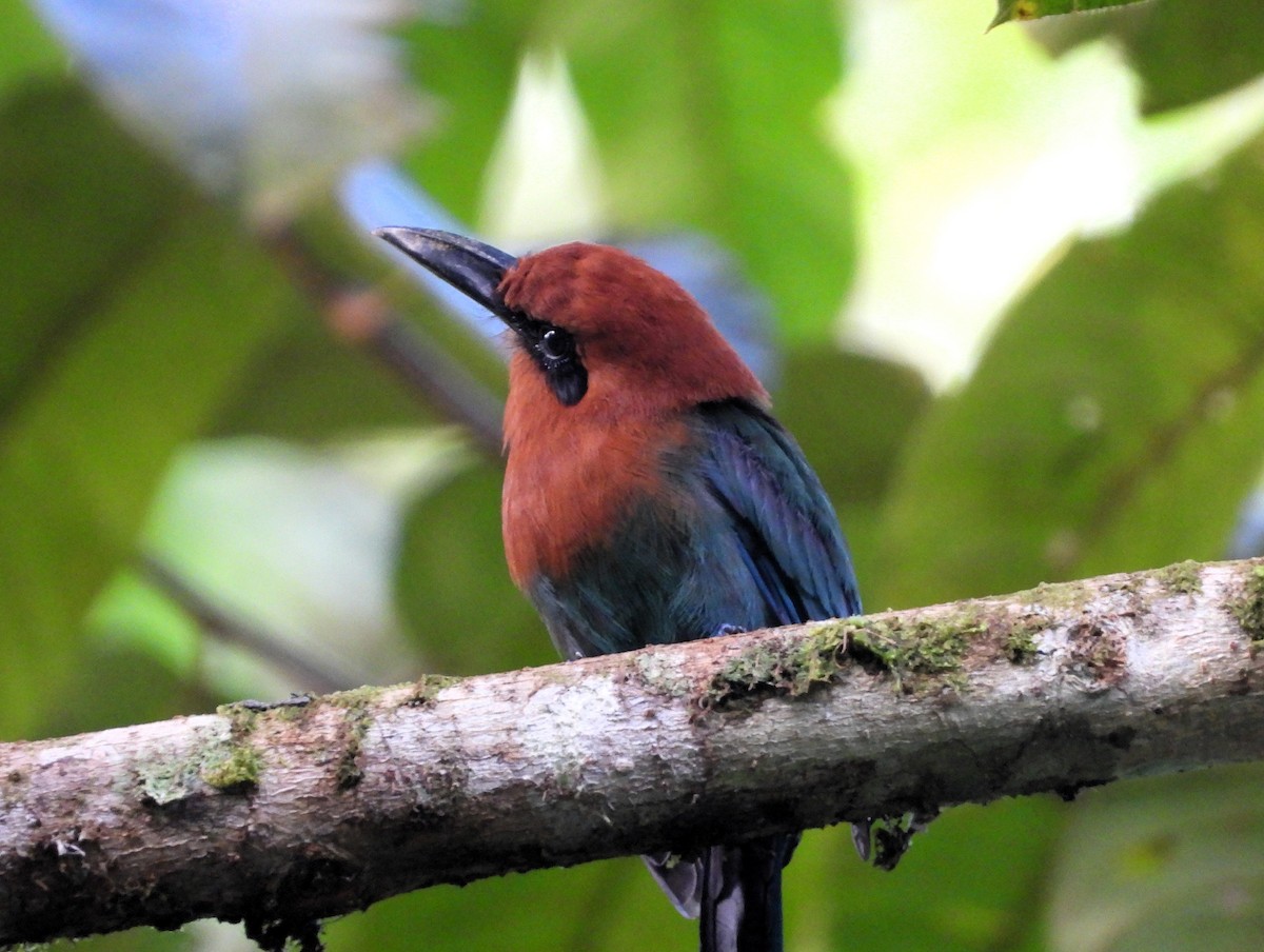 Broad-billed Motmot - ML620284454