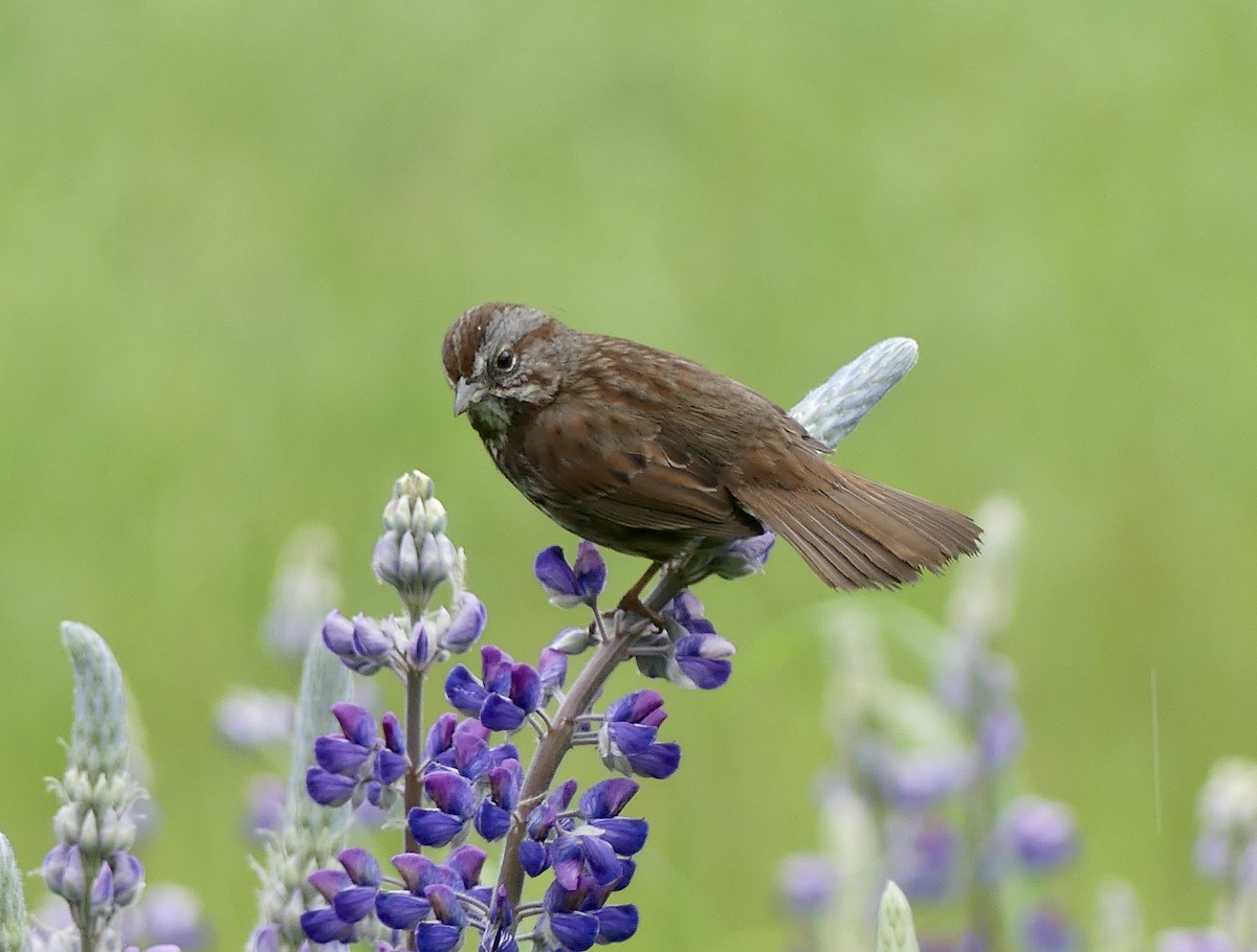 Song Sparrow - ML620284471