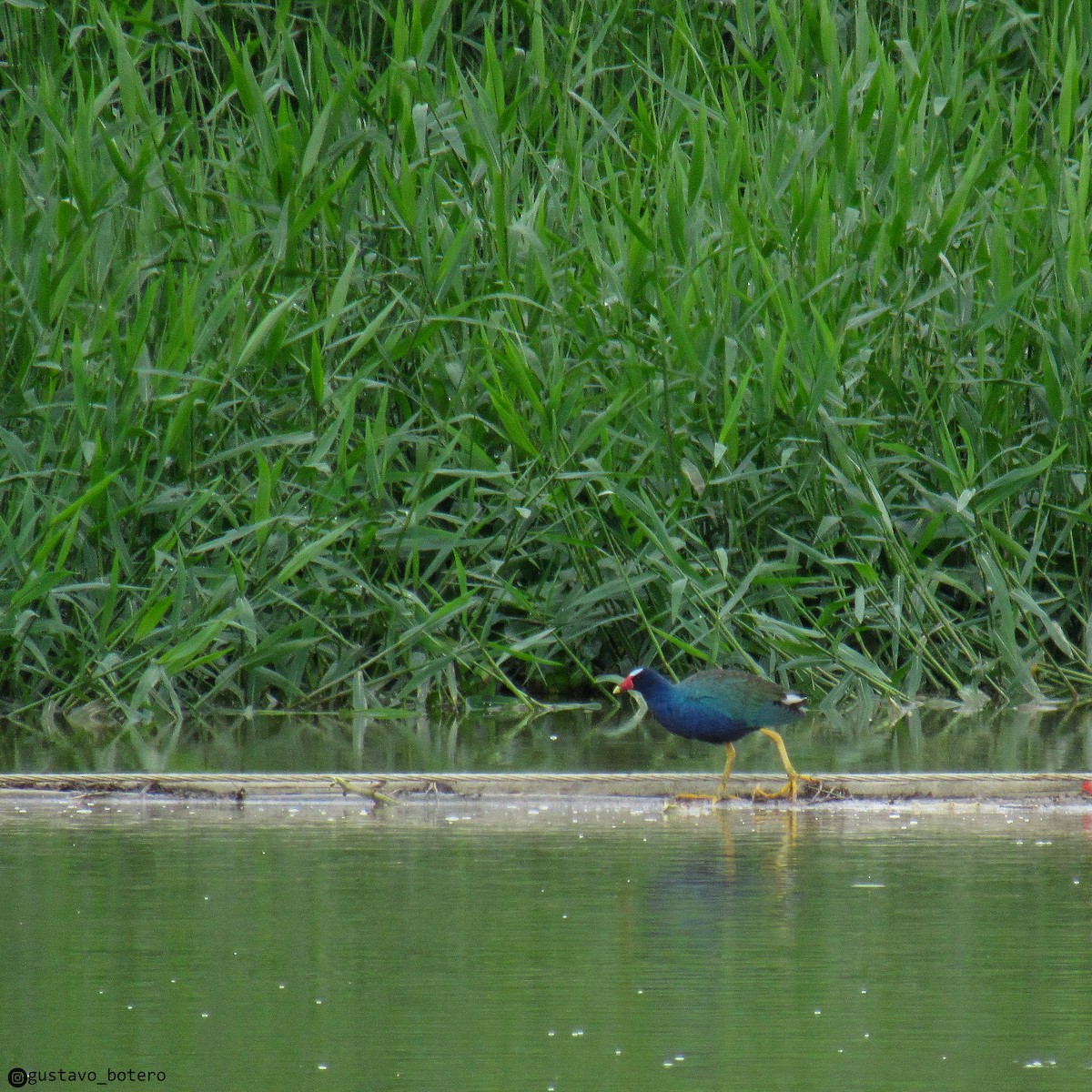 Purple Gallinule - ML620284472