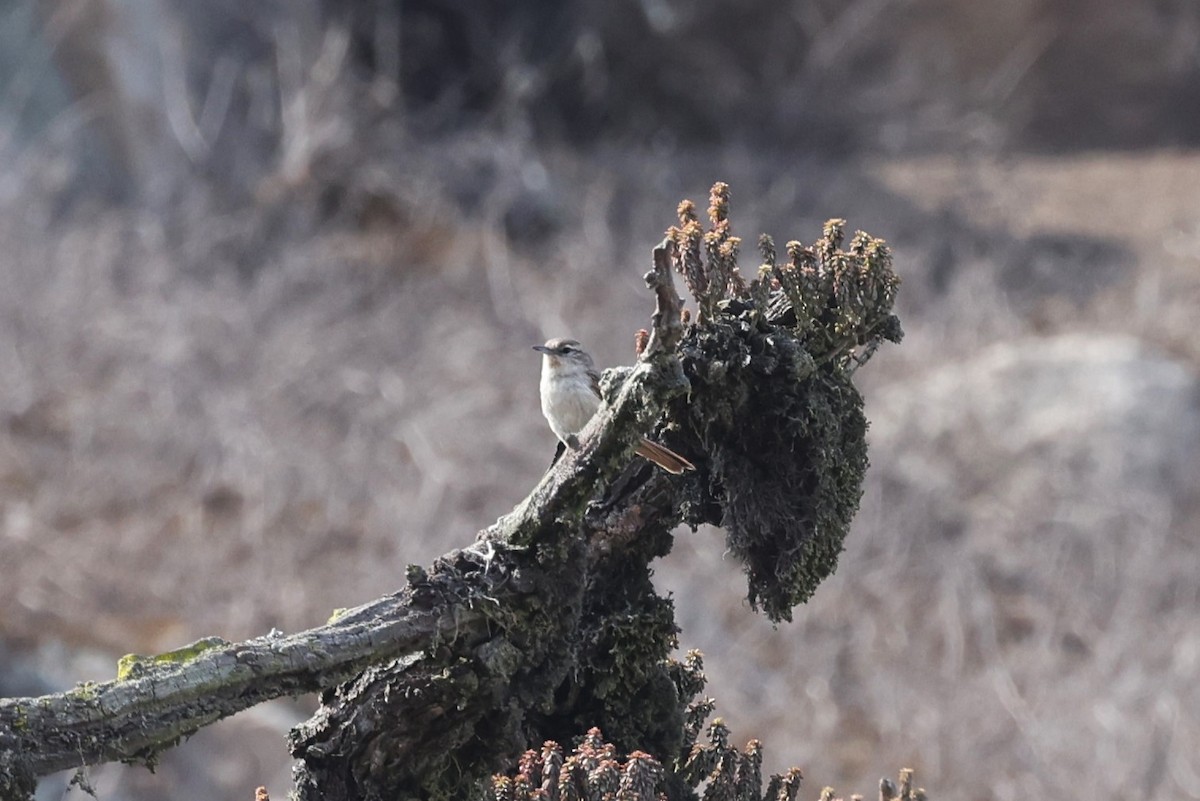 サボテンカマドドリ - ML620284473