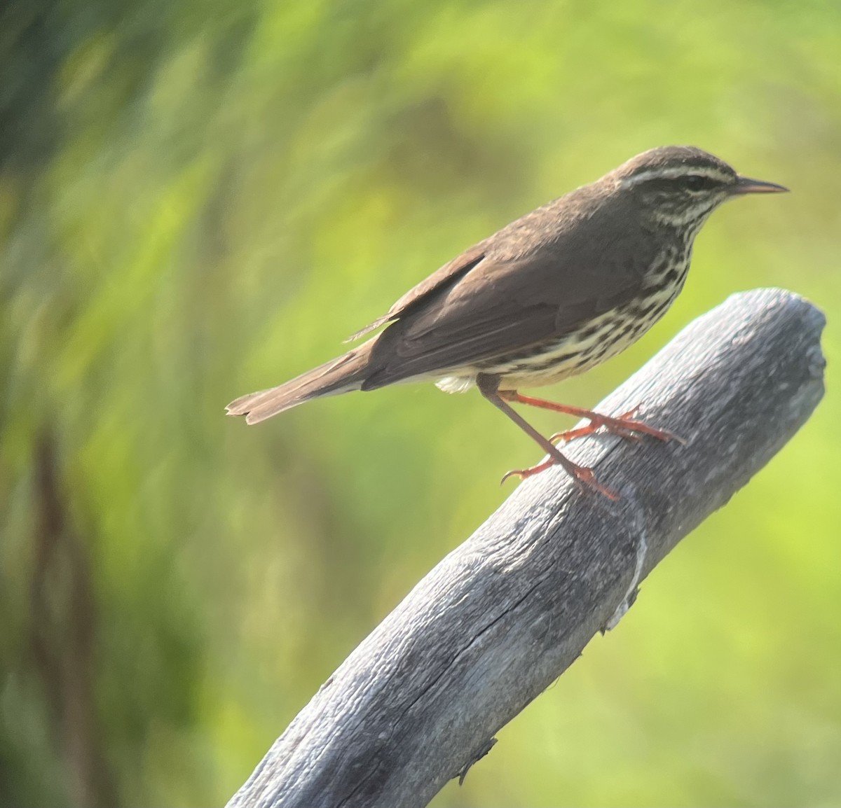 Northern Waterthrush - ML620284474