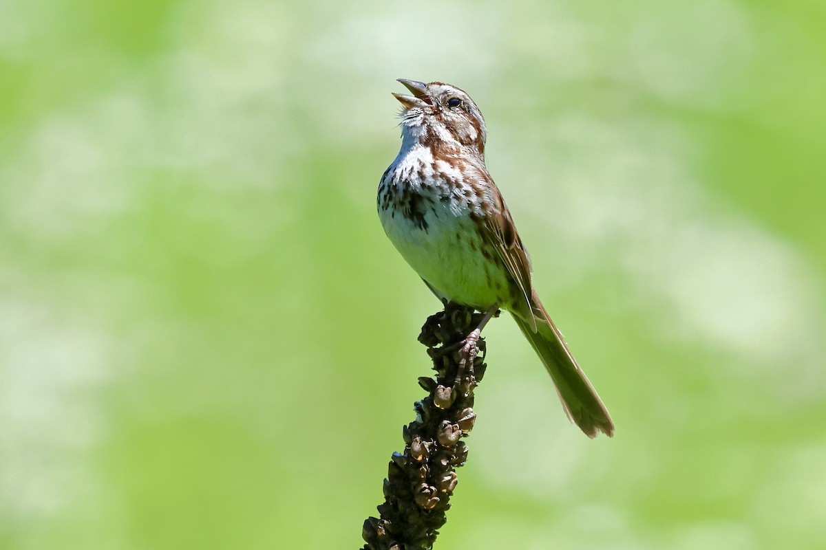 Song Sparrow - ML620284479