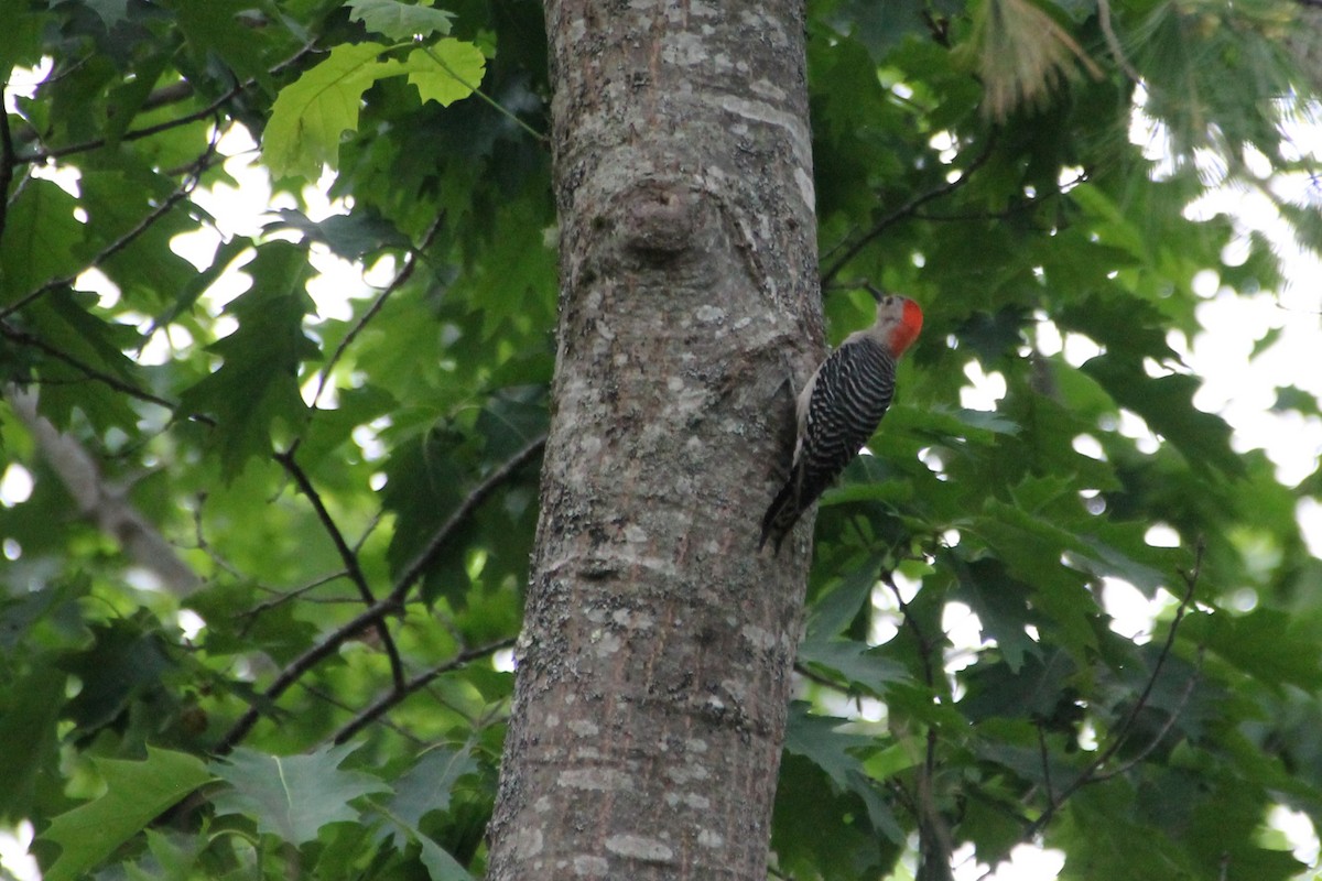 Red-bellied Woodpecker - ML620284481