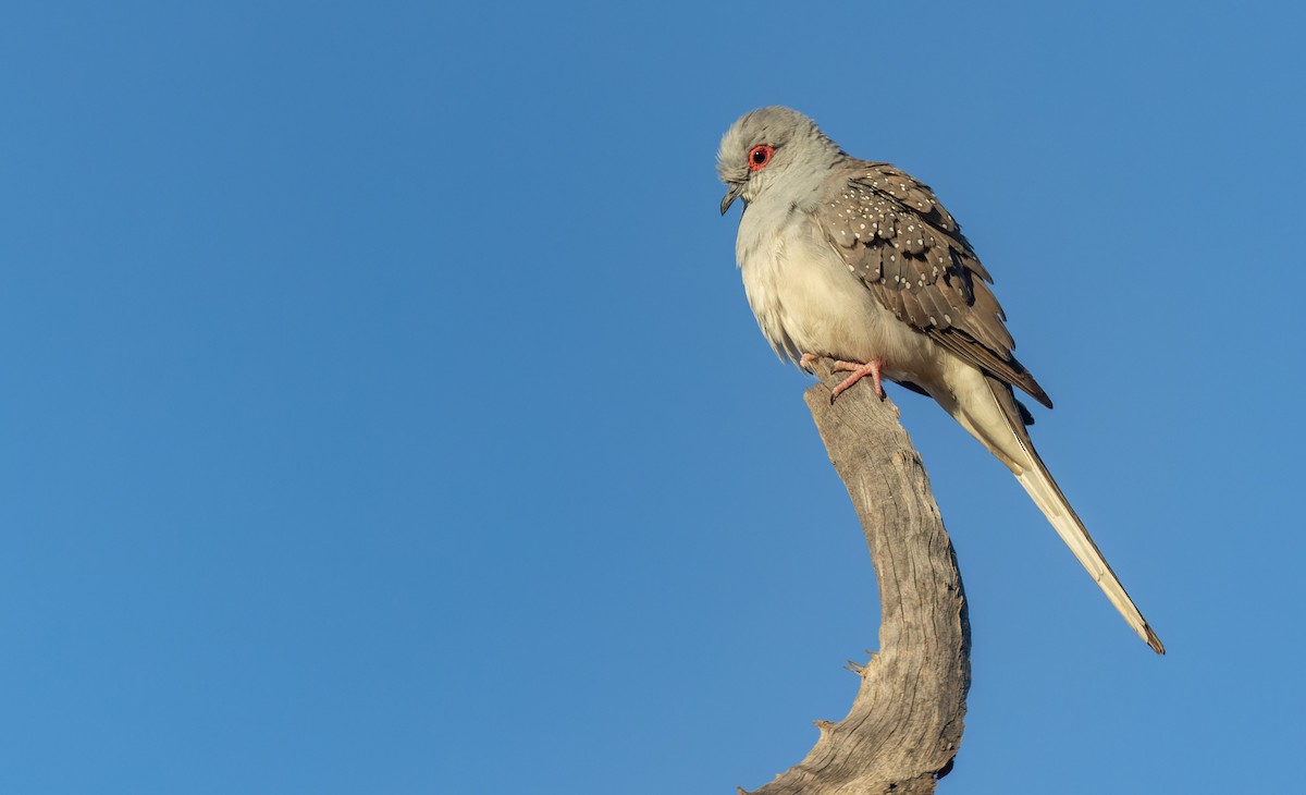 雪花姬地鳩 - ML620284483