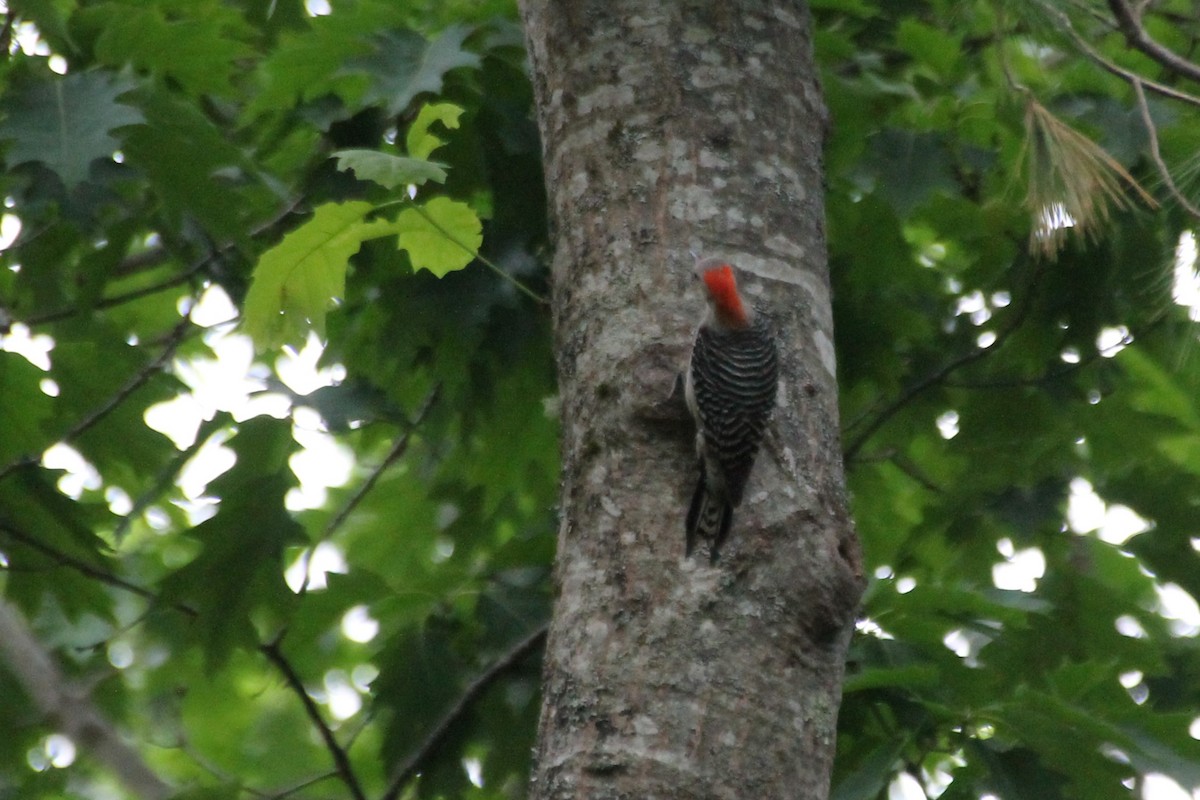 Red-bellied Woodpecker - ML620284484