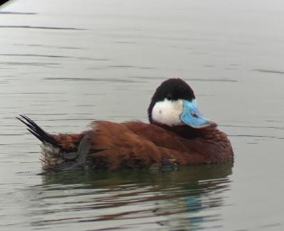 Ruddy Duck - ML620284486