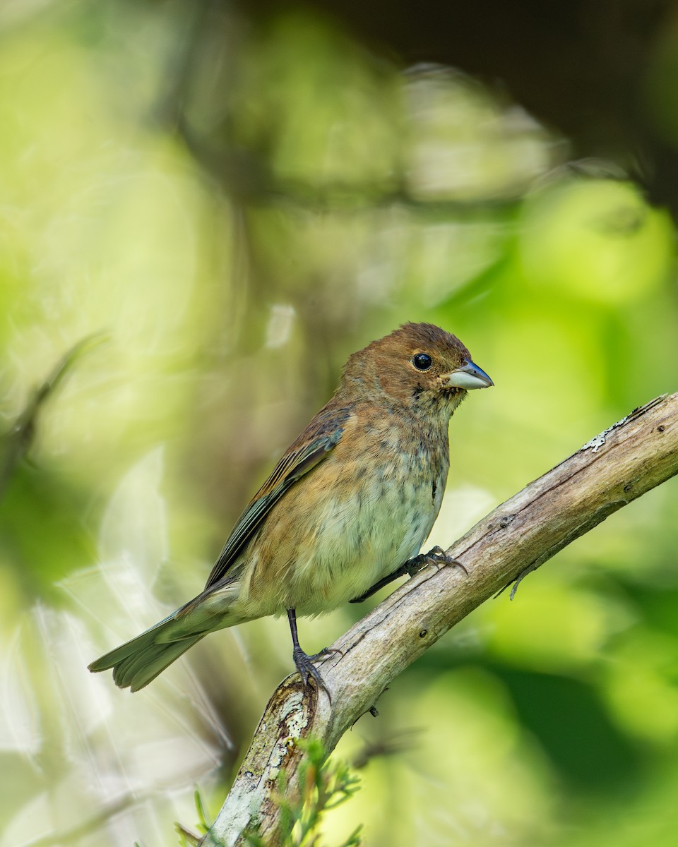 Indigo Bunting - Alton Spencer