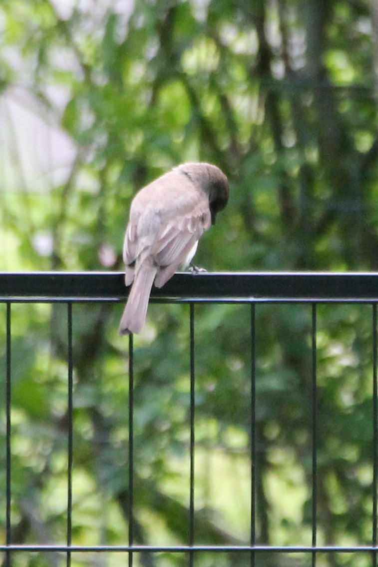 Eastern Phoebe - Martha Huestis