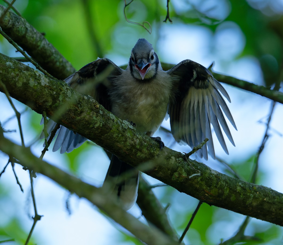 Blue Jay - ML620284489