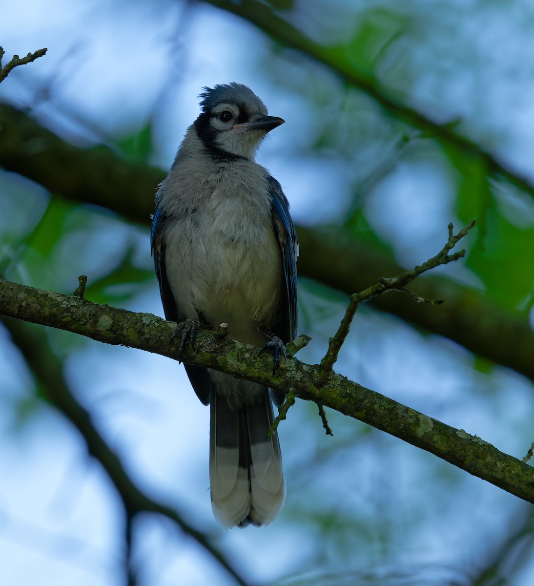 Blue Jay - ML620284491