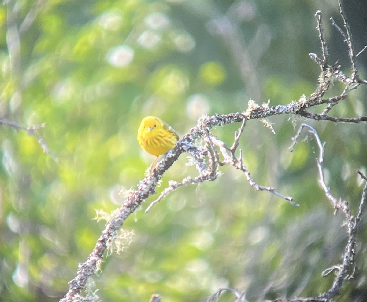 Paruline jaune - ML620284492