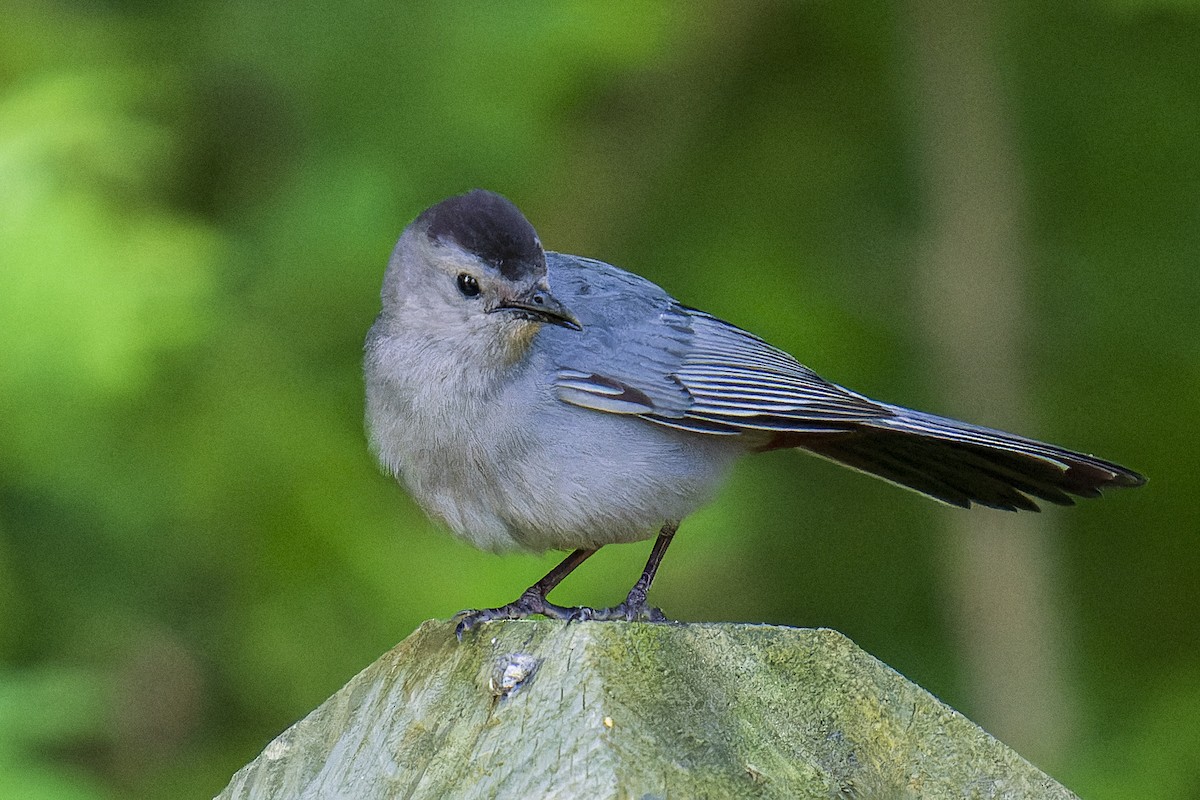 Gray Catbird - ML620284500