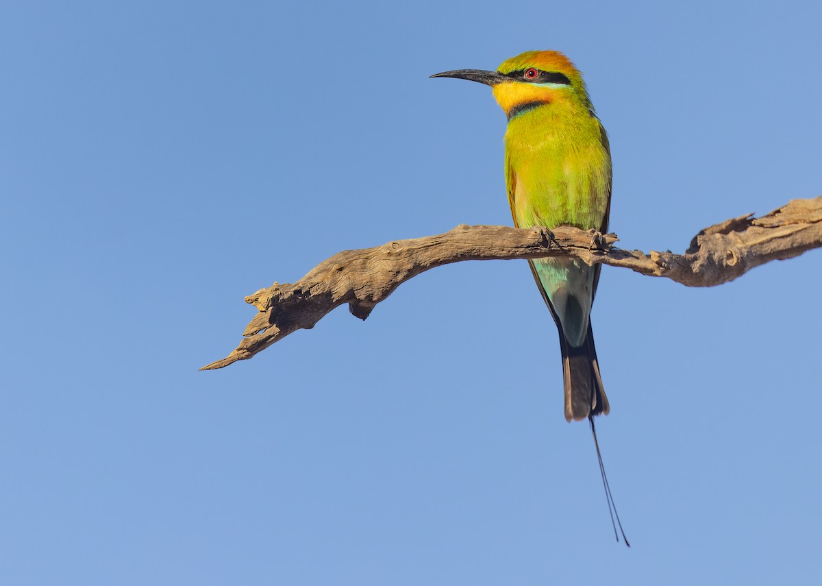 Rainbow Bee-eater - ML620284502