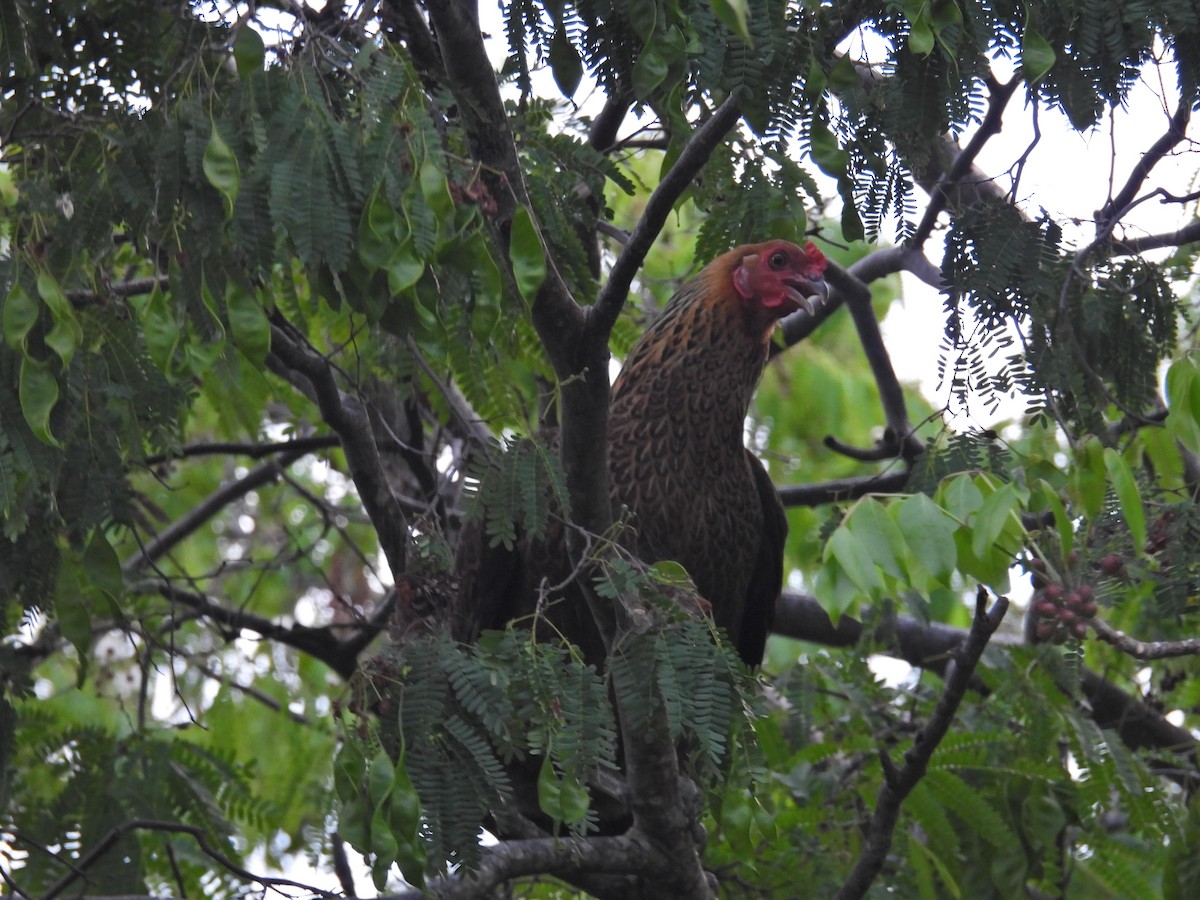 Red Junglefowl (Domestic type) - ML620284504
