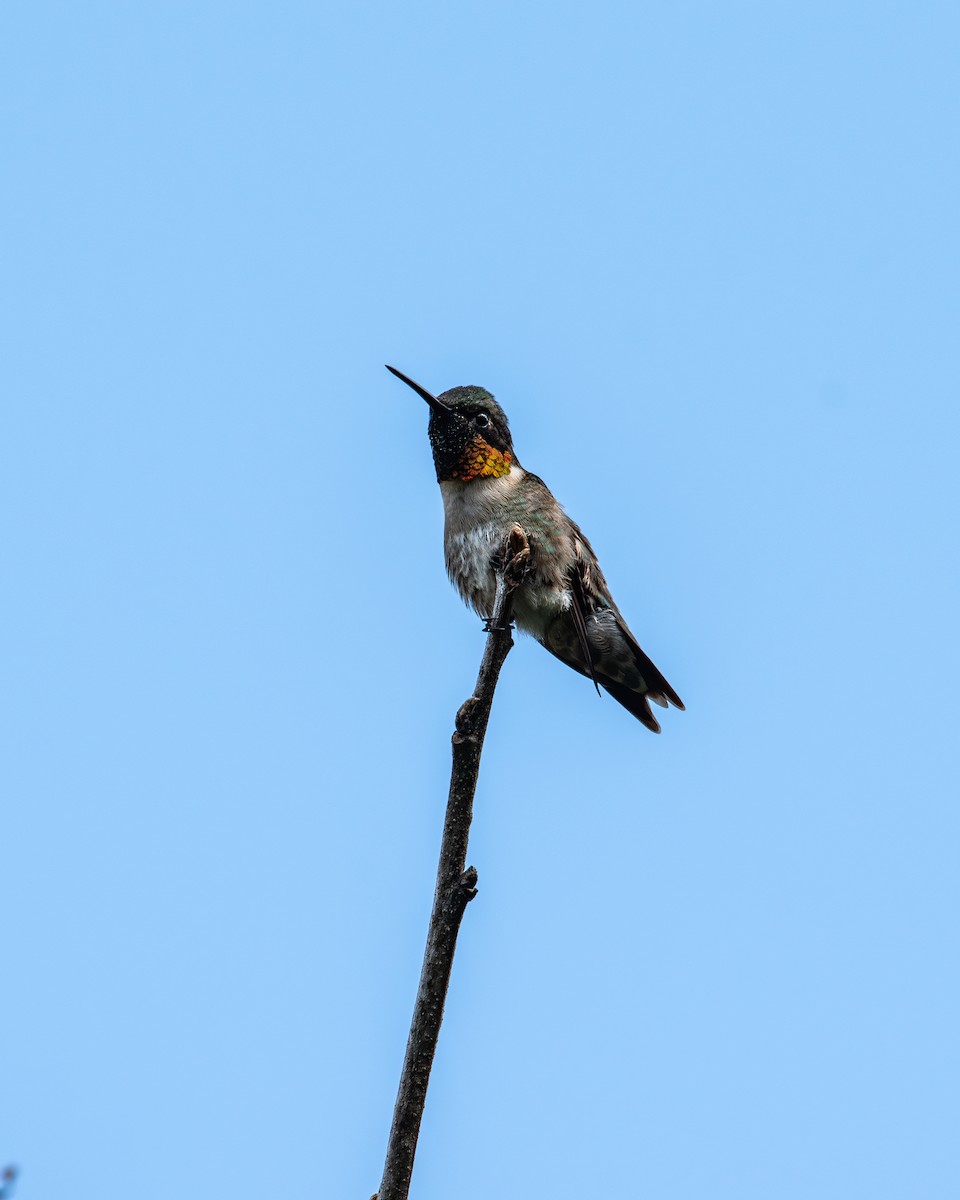 Ruby-throated Hummingbird - ML620284505