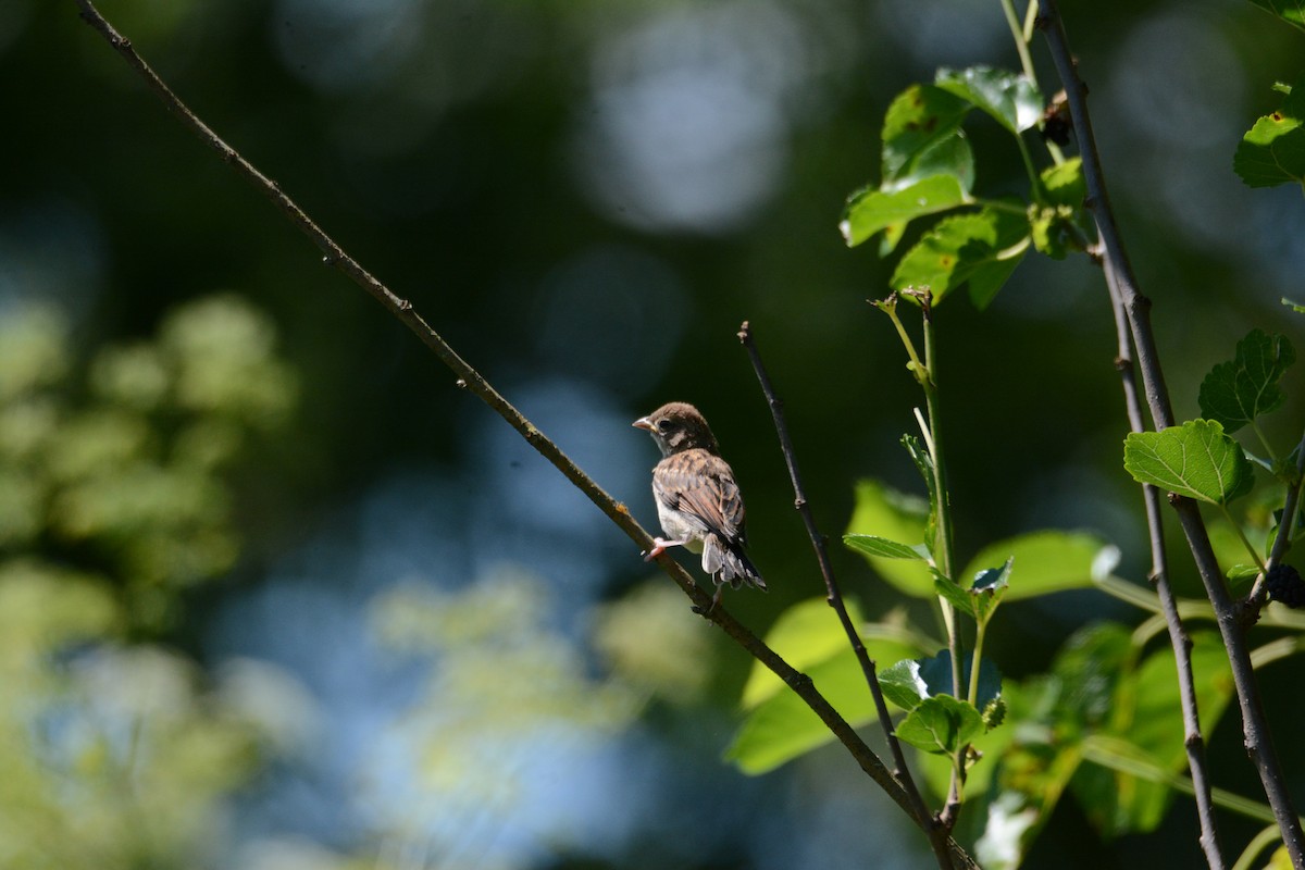 Field Sparrow - ML620284508