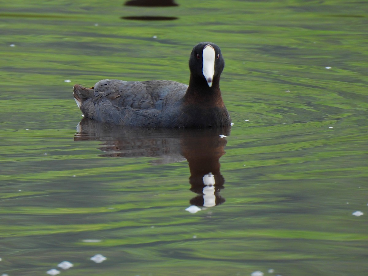 American Coot - ML620284510