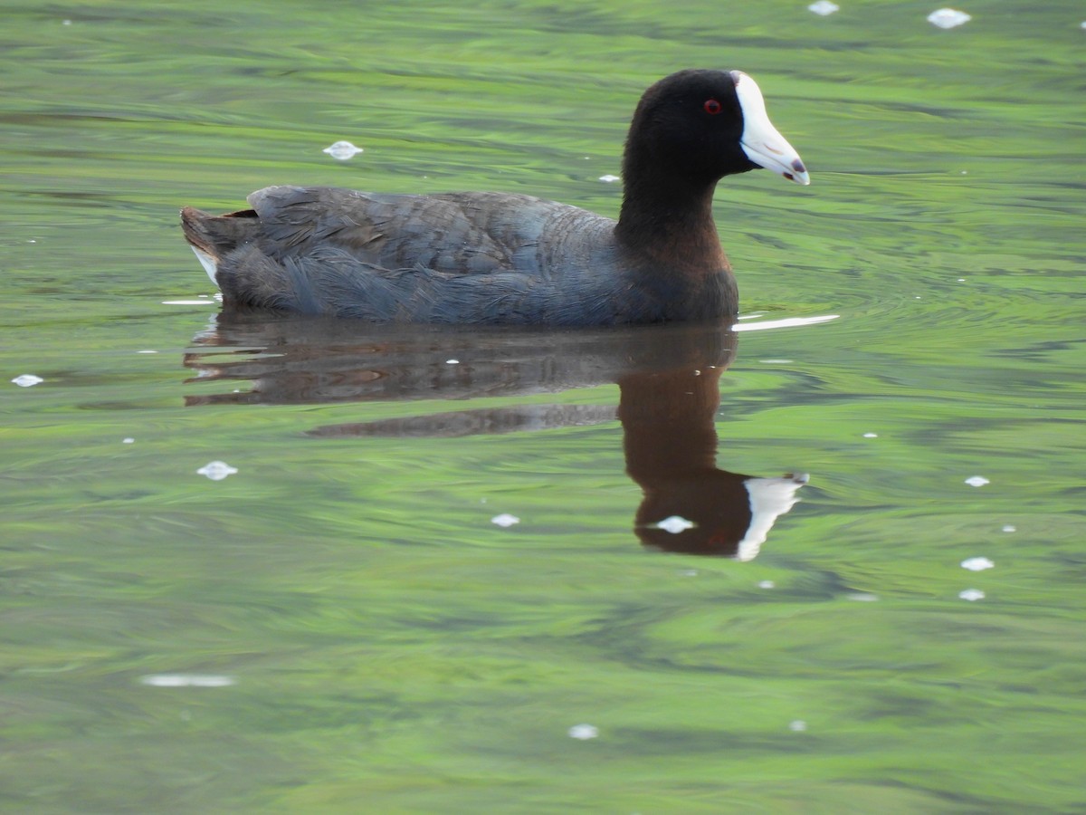 American Coot - ML620284511