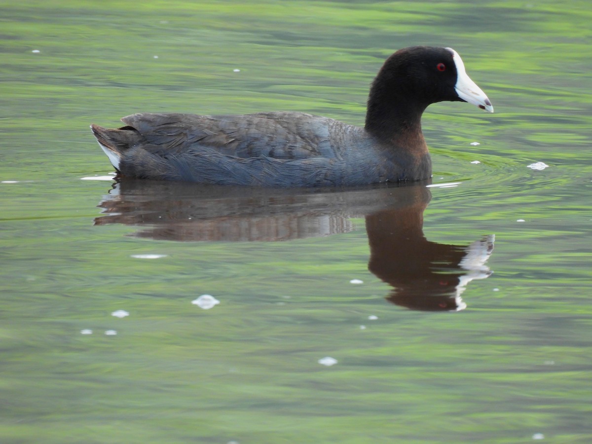 American Coot - ML620284512