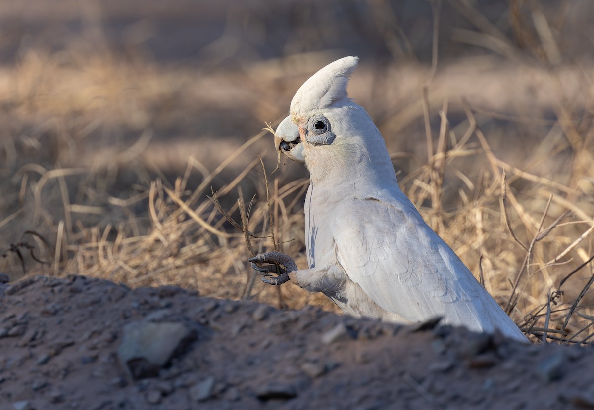 Little Corella - ML620284515