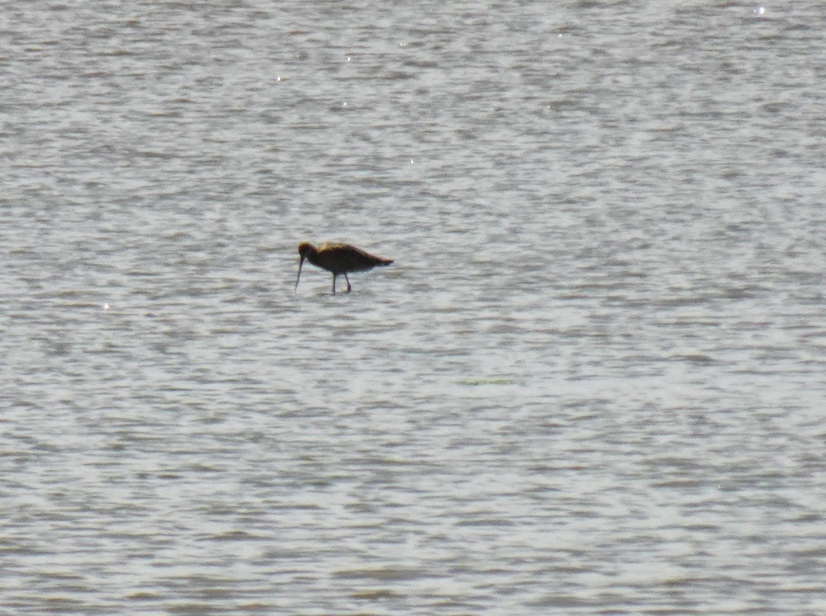 Marbled Godwit - ML620284517