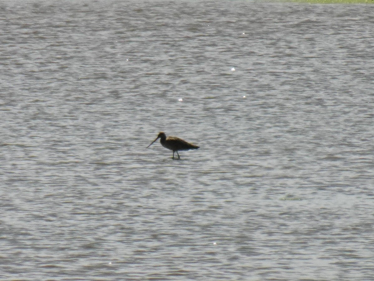 Marbled Godwit - ML620284521