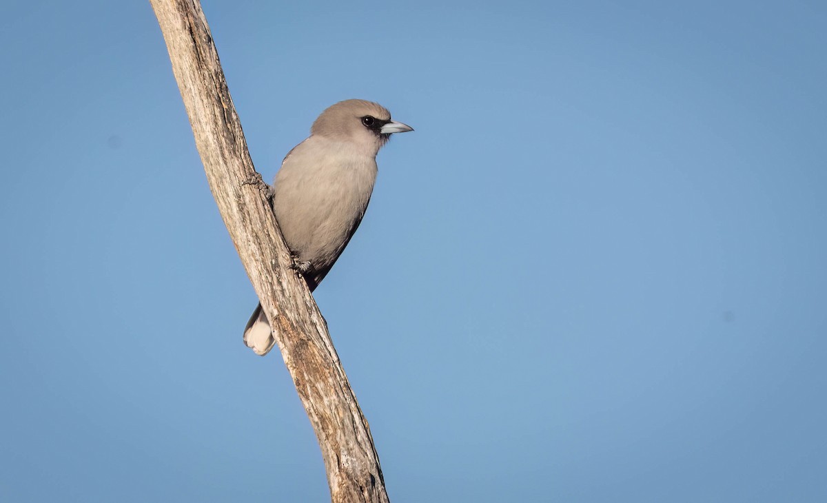 Black-faced Woodswallow (Black-vented) - ML620284524