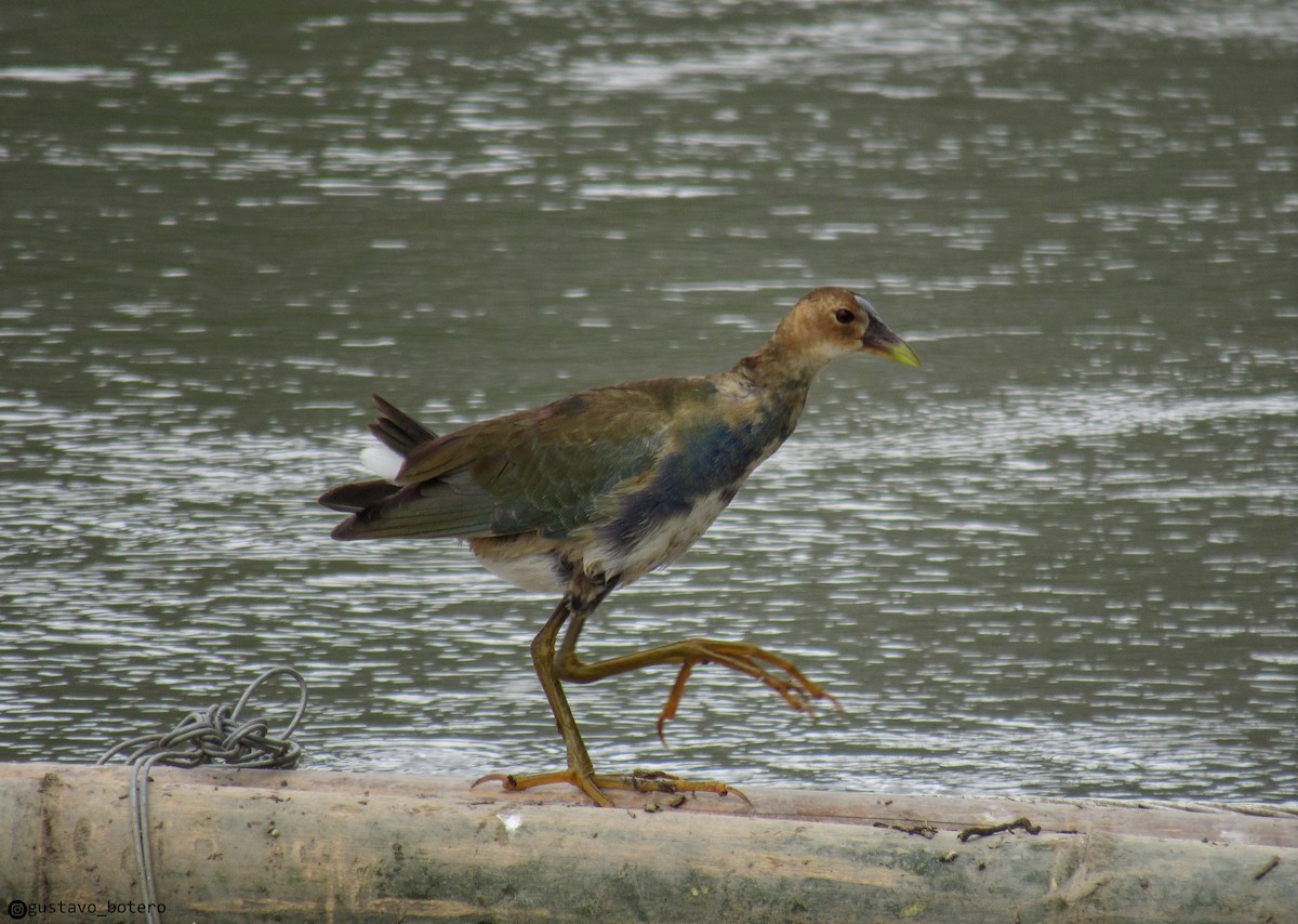 Purple Gallinule - ML620284527