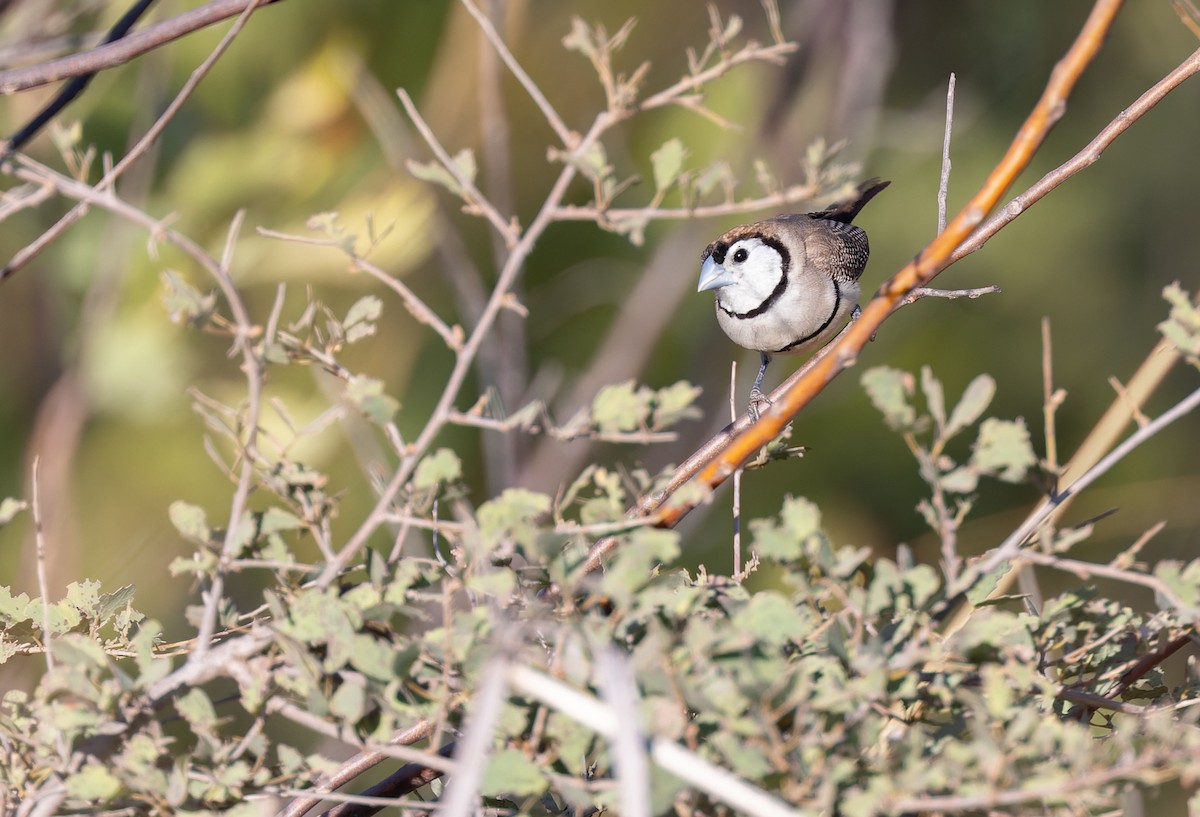 Double-barred Finch - ML620284528