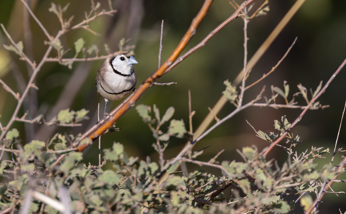 Double-barred Finch - ML620284529