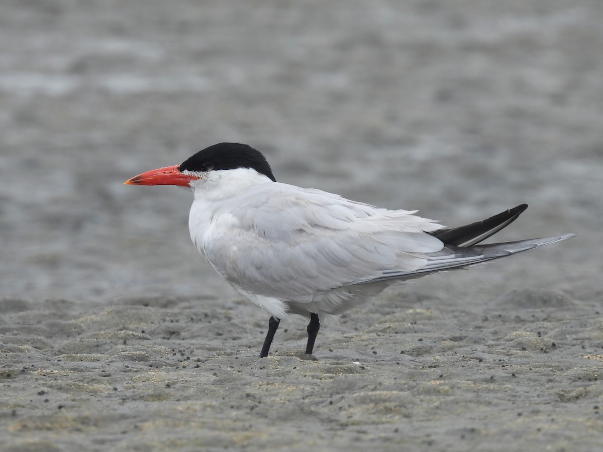 Caspian Tern - Ariel Potter