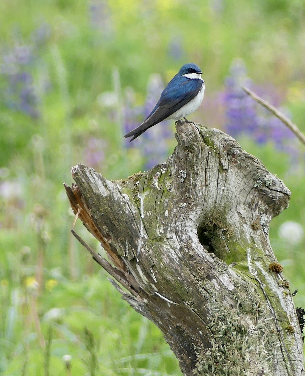 Tree Swallow - ML620284538