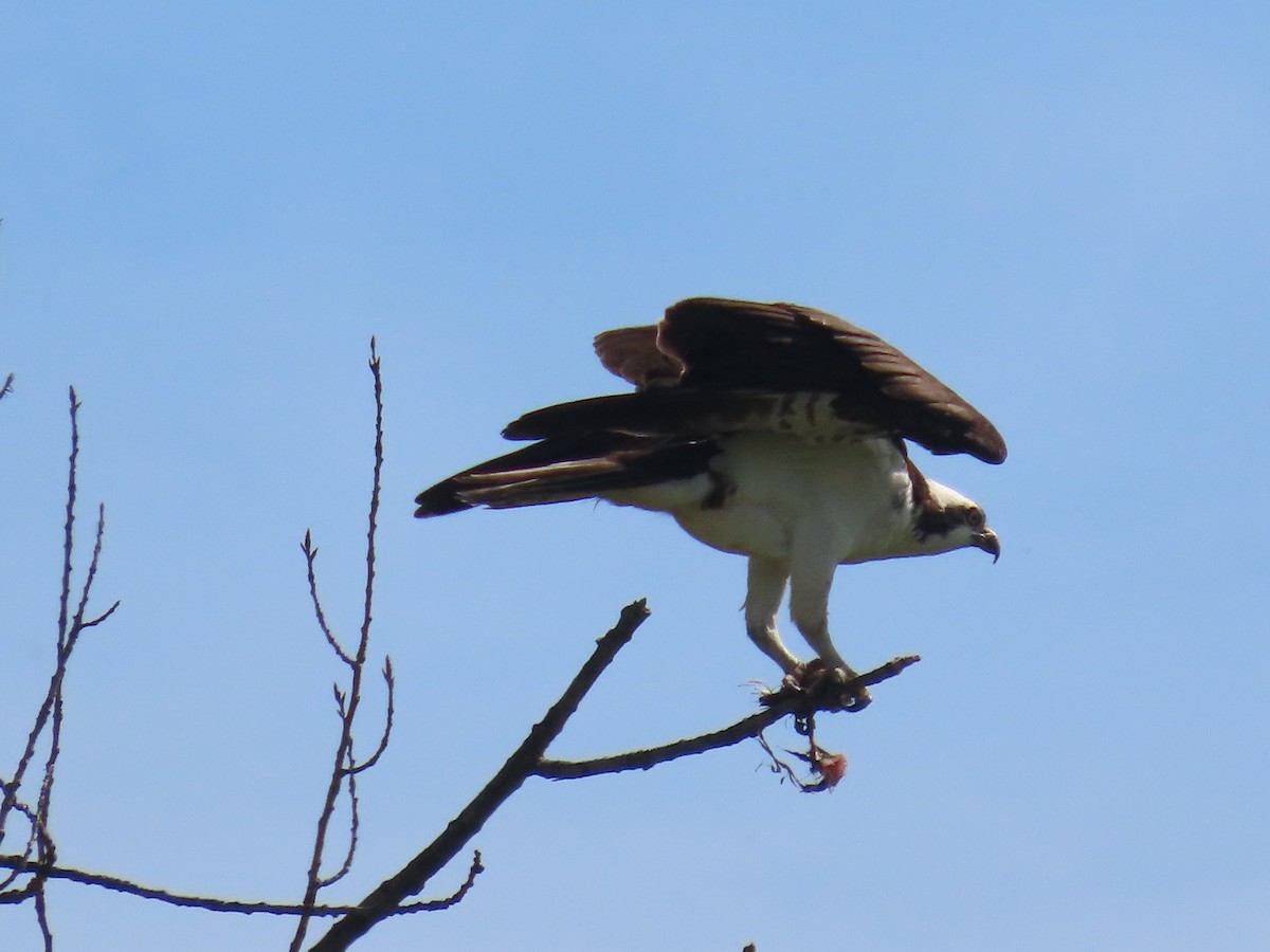 Águila Pescadora - ML620284540