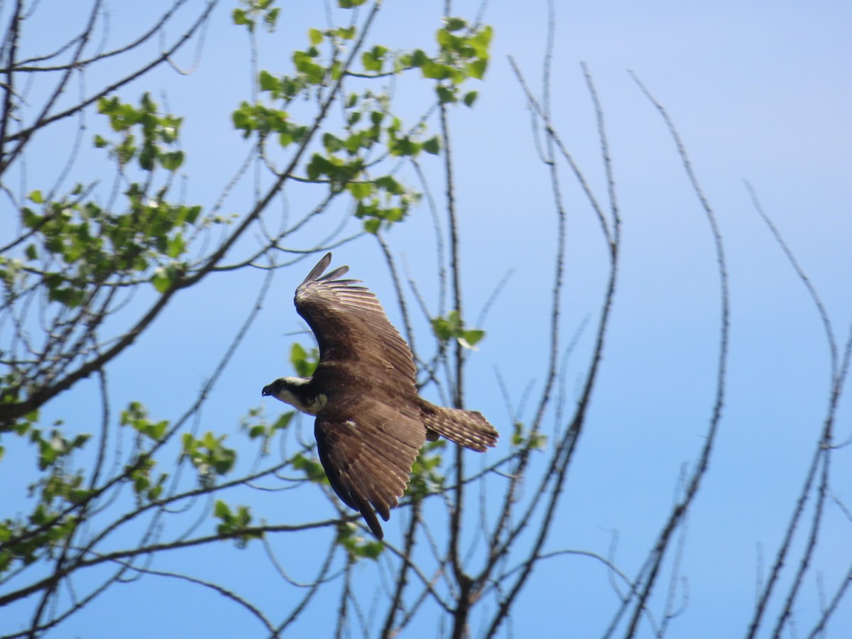 Águila Pescadora - ML620284548