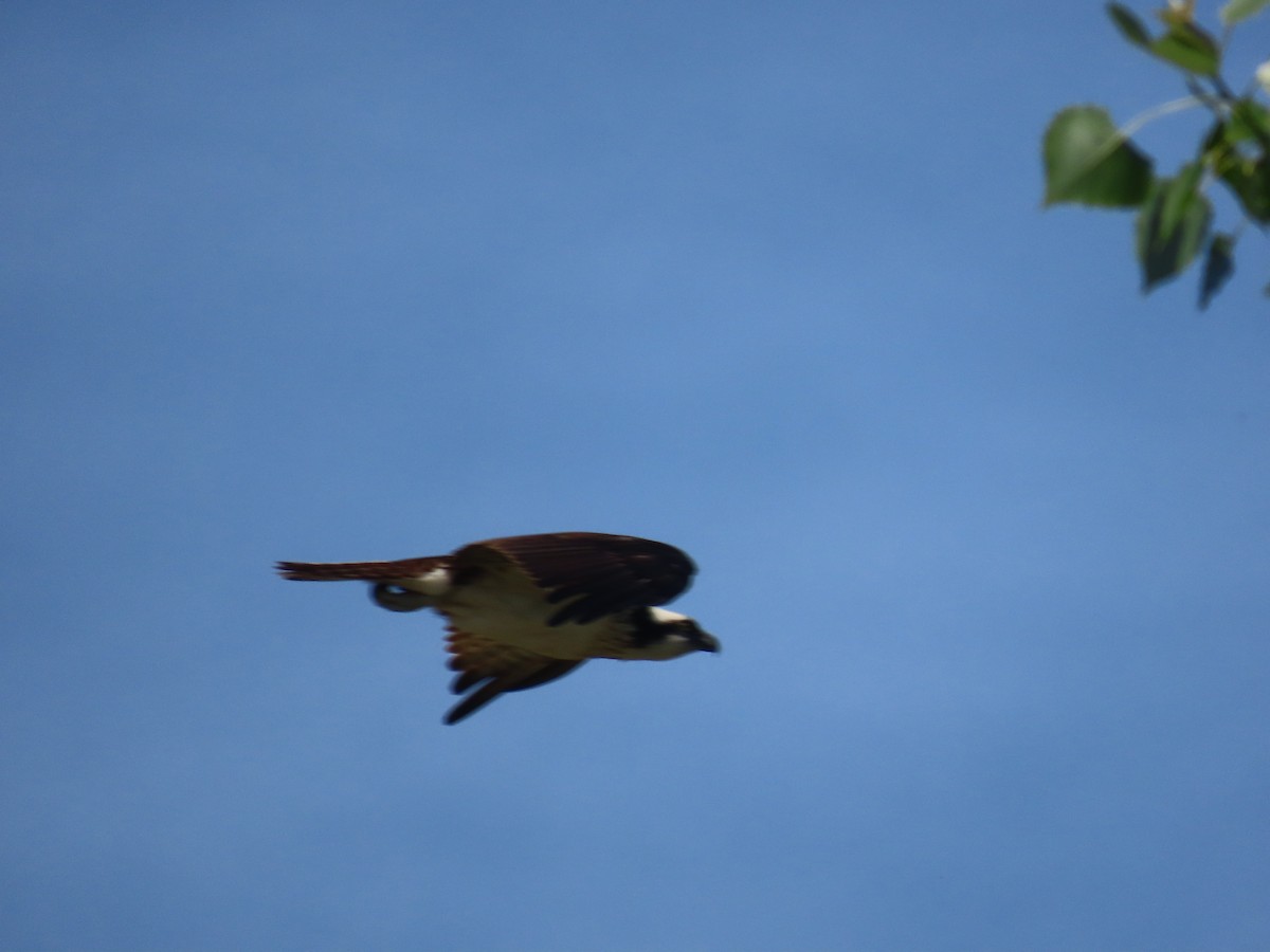 Águila Pescadora - ML620284549