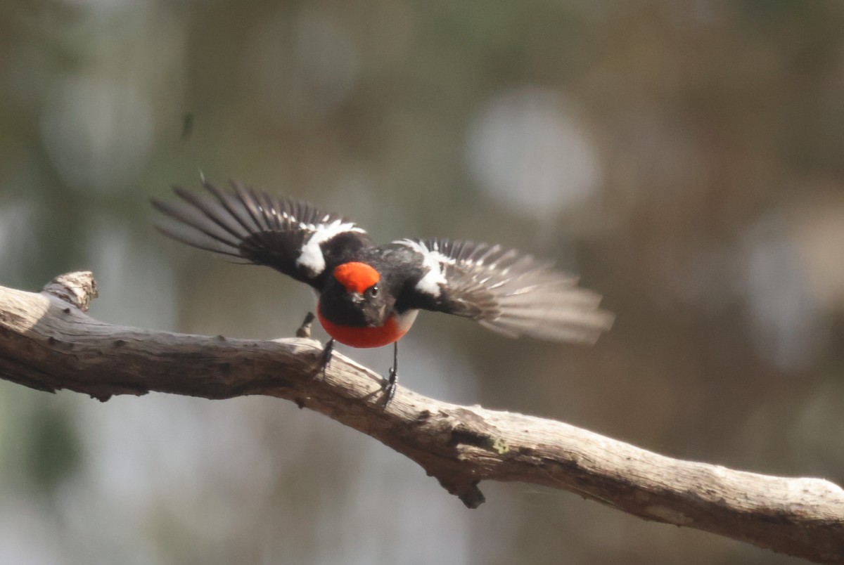 Red-capped Robin - ML620284550