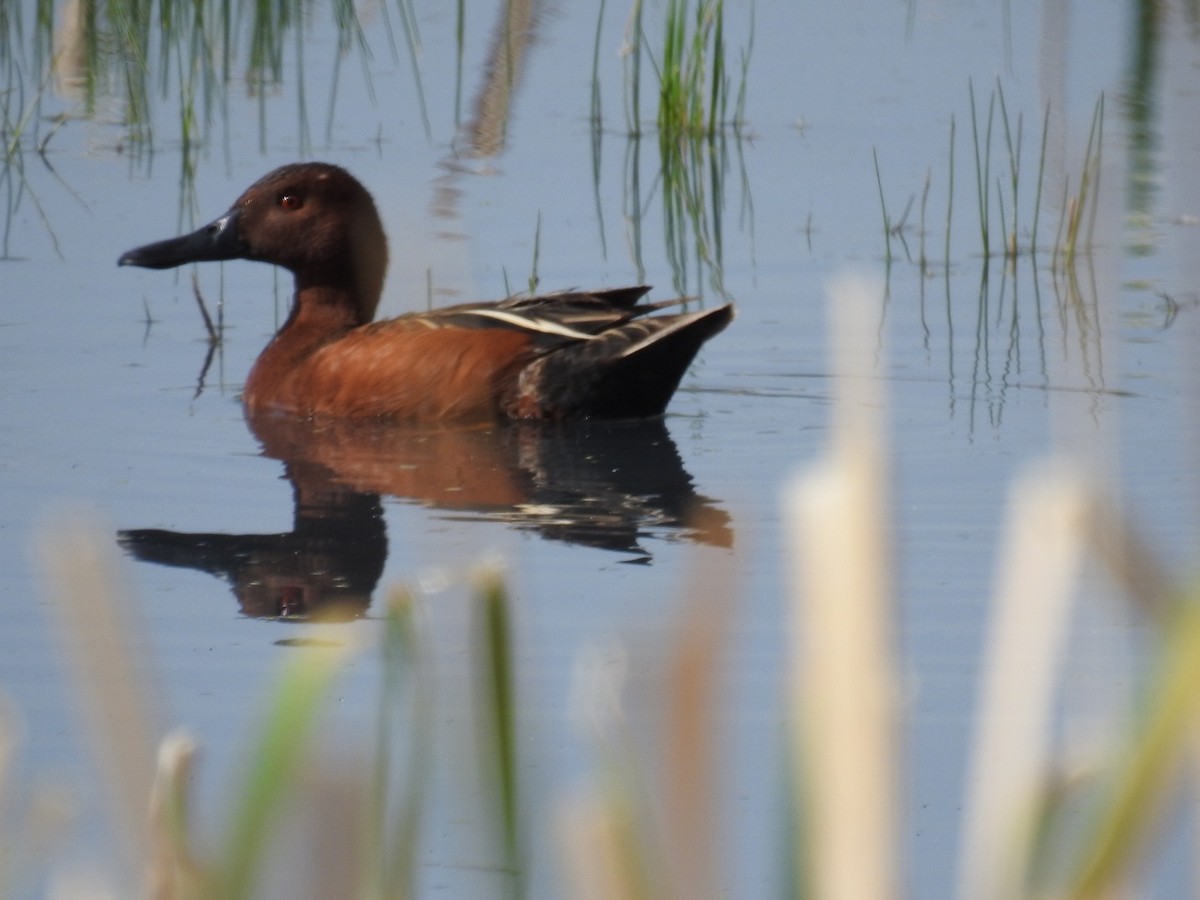 Cinnamon Teal - ML620284556