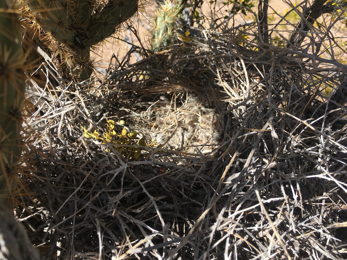 LeConte's Thrasher - ML620284560