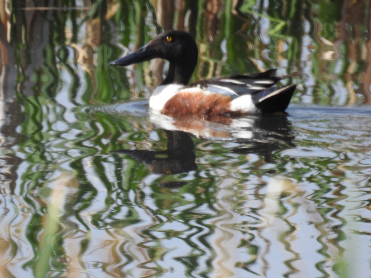 Northern Shoveler - ML620284562