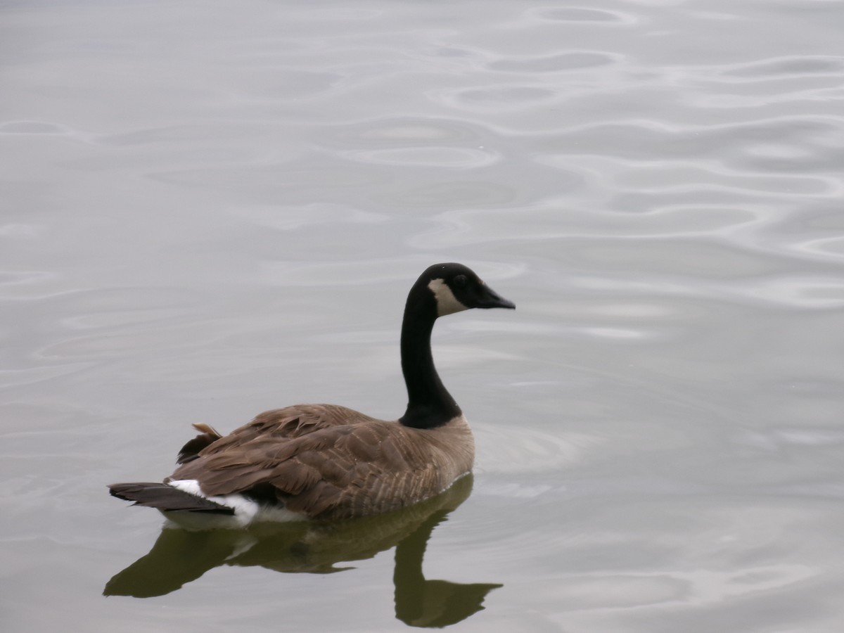 Canada Goose - ML620284563