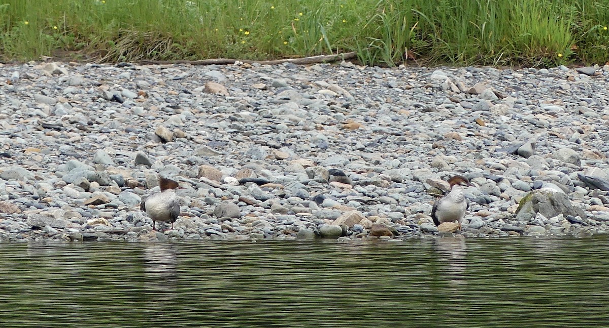 Common Merganser - ML620284569