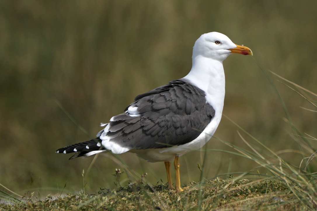 Gaviota Sombría - ML620284576