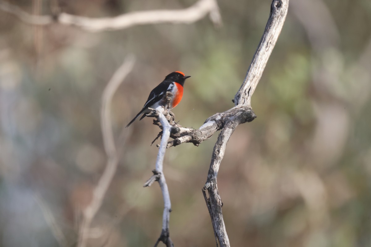 Red-capped Robin - ML620284577