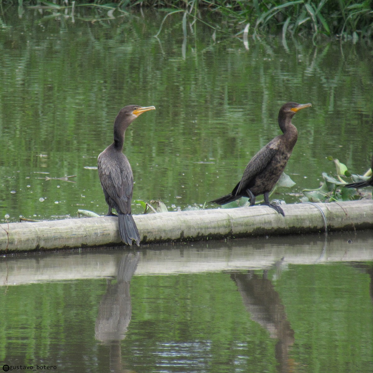 Cormorán Biguá - ML620284581