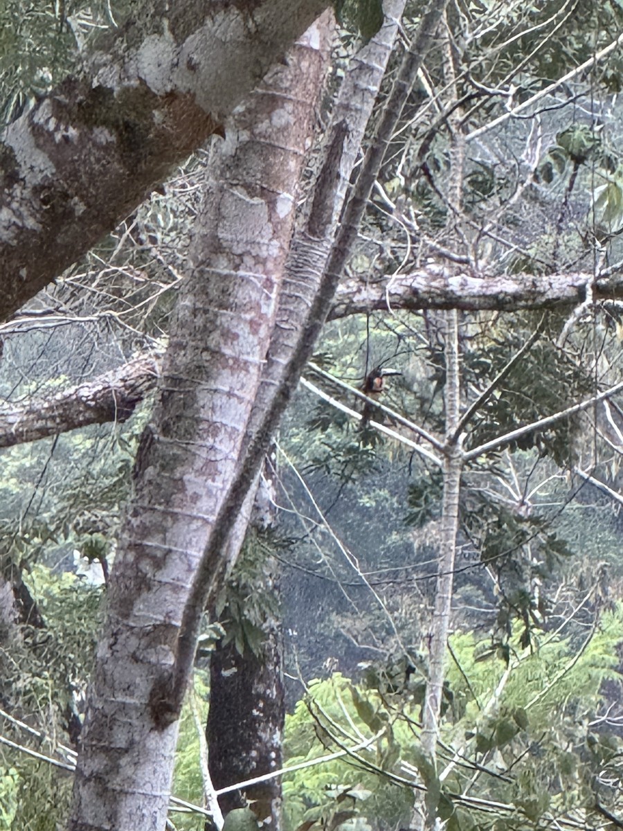 Collared Aracari - ML620284583