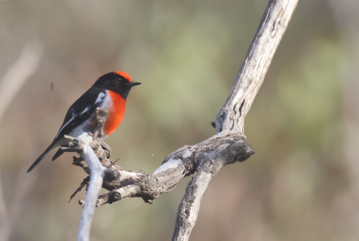 Red-capped Robin - ML620284588